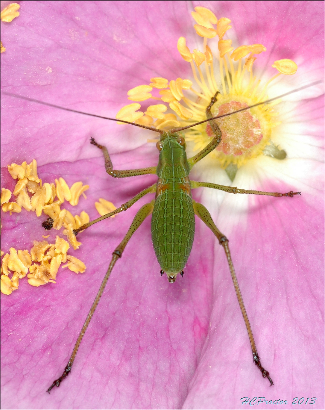 Image result for a pic of a insect cricket on a hill